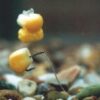 POPUP SWEETCORN FLUORO YELLOW